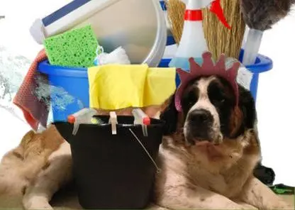 Dog Picture